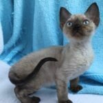 Tanita color point female kitten Devon Rex