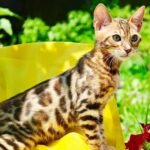 Edvin purebred Bengal male kitten