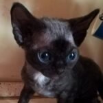 Lorem black male kitten Devon Rex