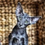 Madonna Fantastic Oriental female kitten