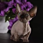 Marcipan Bambino male kitten in seal mink color