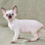Blum seal point male kitten Devon Rex