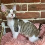 Nils brown tabby with white color male kitten Devon Rex