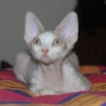 Dobby cream with white male kitten Devon Rex