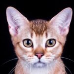 Vladlen purebred Abyssinian male kitten