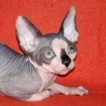 Merlin Menson Sphynx male kitten in black bicolor color