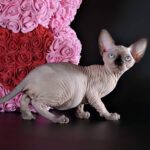 Destiny Sphynx female kitten in seal point color