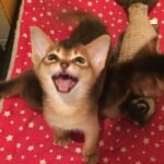 Gretta purebred Abyssinian female kitten