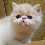 Lapushka cream harlequin color Exotic shorthair female kitten
