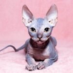 Lissandra Sphinx female kitten in a blue-cream color
