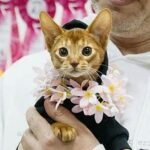 Drogo purebred Abyssinian male kitten