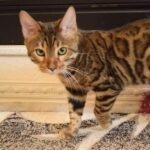 Garold purebred Bengal male kitten