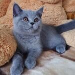 Tima British shorthair male kitten