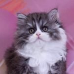 Liliana Scottish straight longhair female kitten