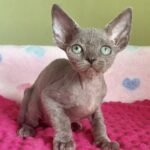 Platon blue male kitten Devon Rex