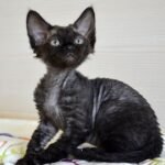Little Lady black female kitten Devon Rex
