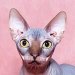 Prazdnik amazing Sphinx male kitten