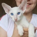 Kamilla Oriental female kitten