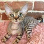 Naruto brown tabby color male kitten Devon Rex