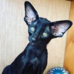 Merlin Faithful Oriental female kitten