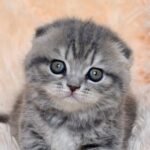 Zara Scottish fold female kitten