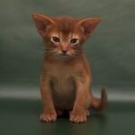 Fox purebred Abyssinian male kitten