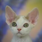Viscount fawn harlequin color male kitten Devon Rex