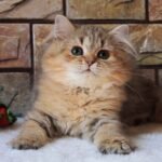Armin British longhair female kitten