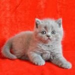 Verona purebred British shorthair female kitten
