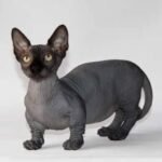 Faust Bambino male kitten in a black color