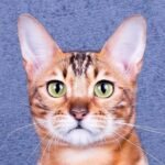 Jiraiya purebred Bengal female kitten