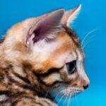 Donatello purebred Bengal male kitten