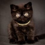 Lovelace black color Exotic shorthair male kitten