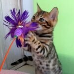 Vlasta purebred Bengal female kitten