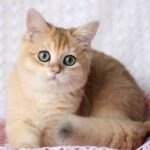 248 Varden British shorthair male kitten